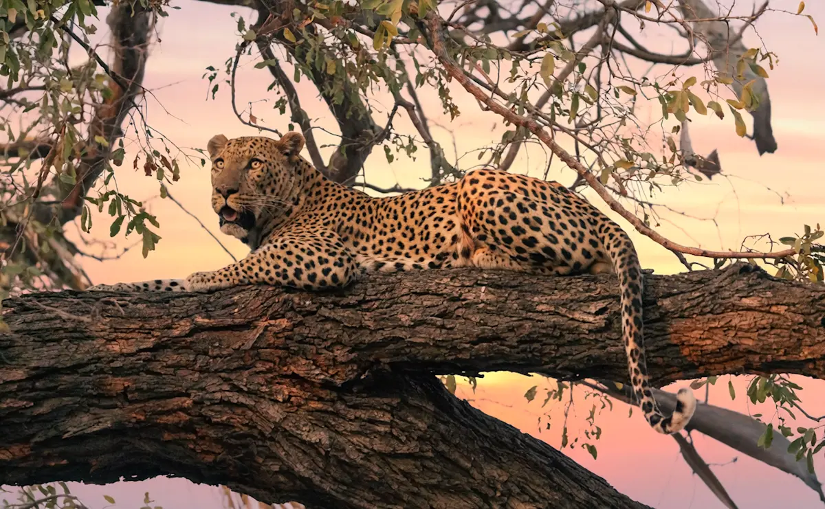 Leopard lounging on a thick tree branch at dusk in the Serengeti