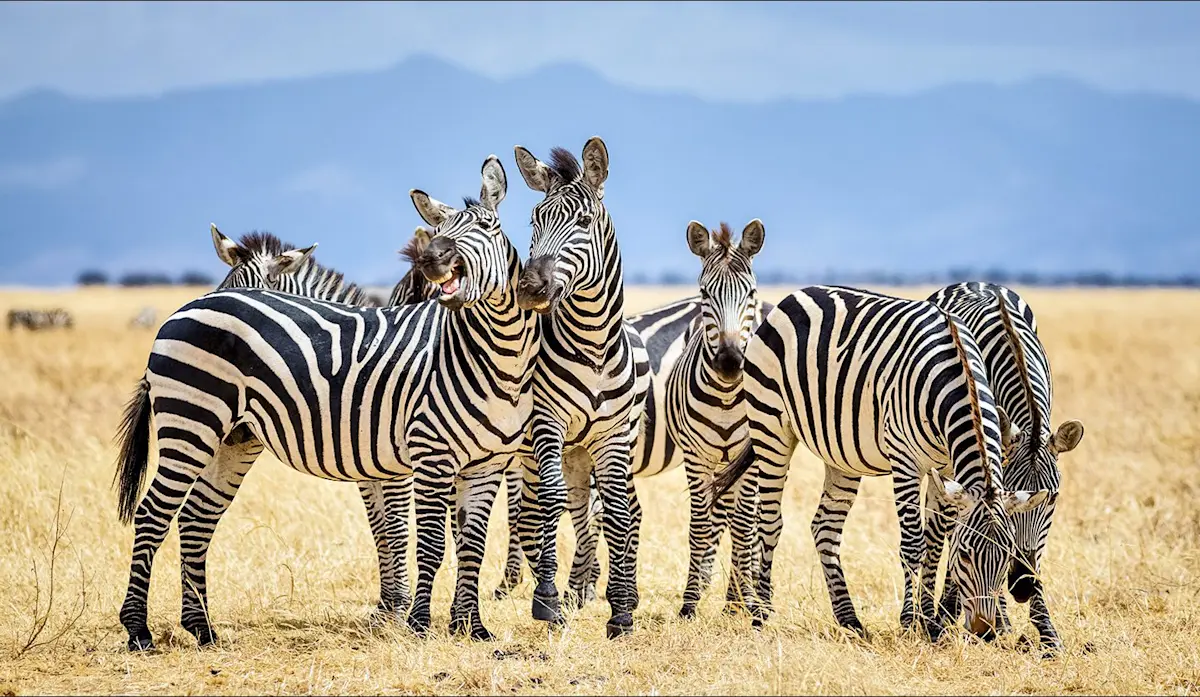 Group of zebras standing together on dry grassland in Ruaha National Park
