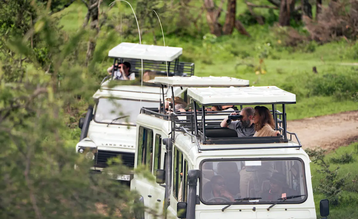Guests standing up in open-roof safari vehicles on a forest track