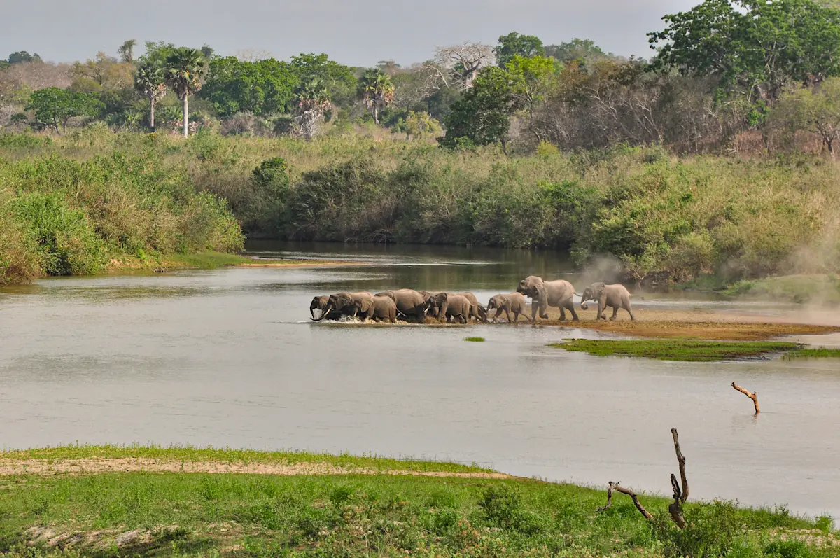 Elephant herd crossing a river in Nyerere National Park