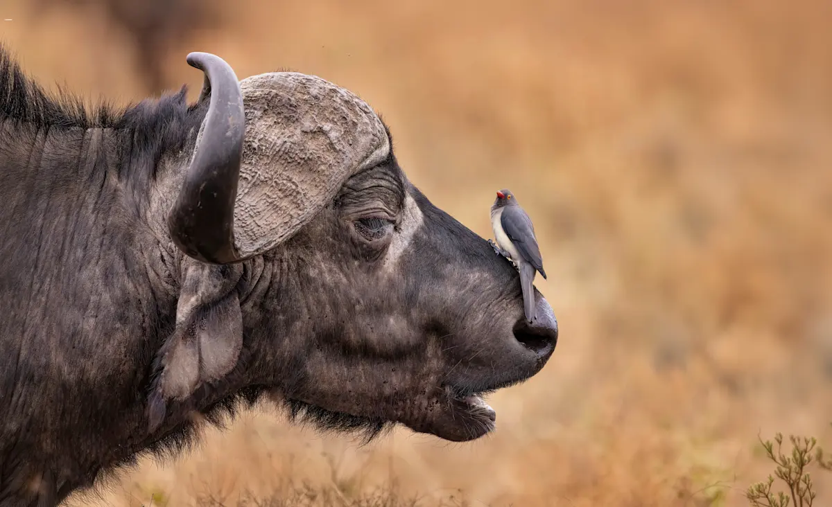 Close-up of a Cape buffalo in profile with an oxpecker perched on its nose