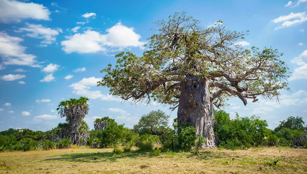 Large baobab tree on grassland under a blue sky in Nyerere National Park