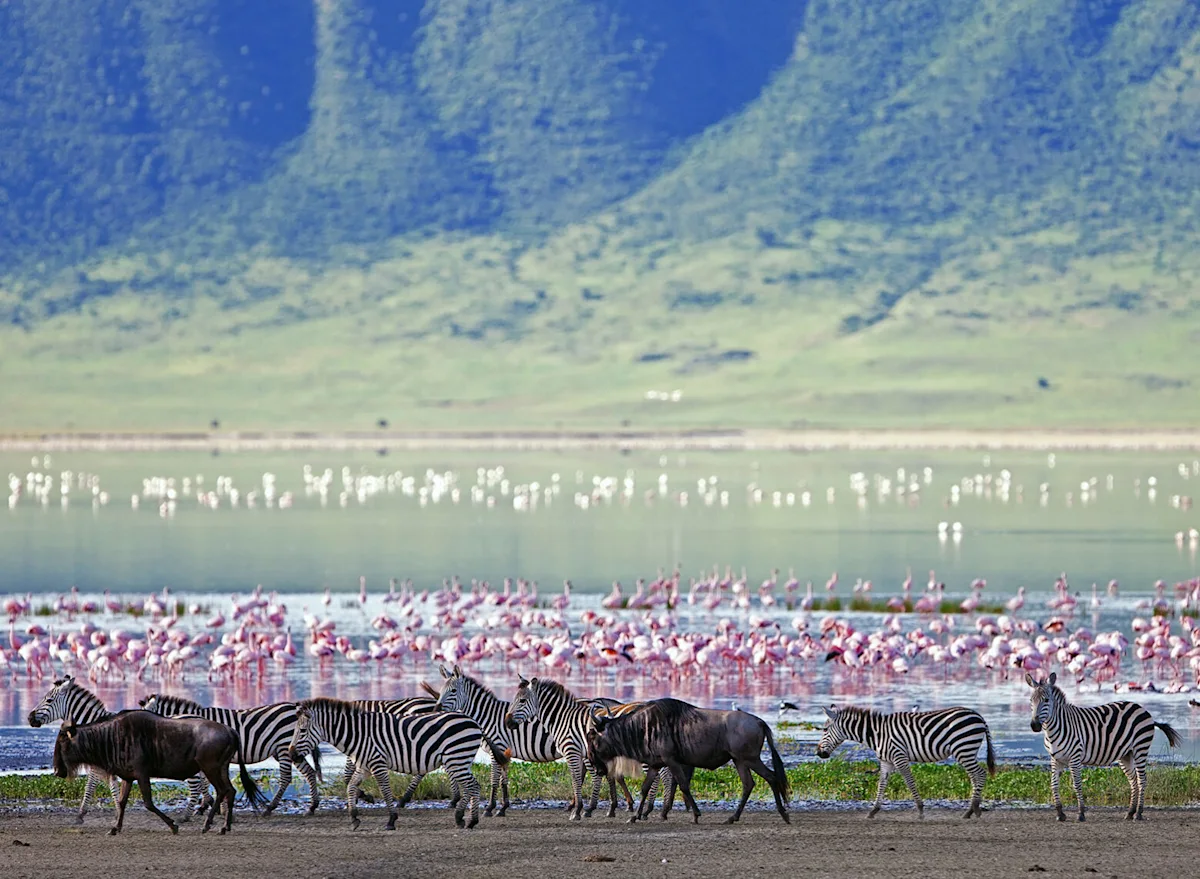 Zebras and wildebeest in front of flamingos on the lake in Ngorongoro Crater