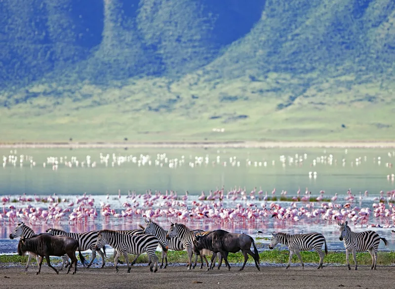 Zebras and wildebeest in front of flamingos on the lake in Ngorongoro Crater