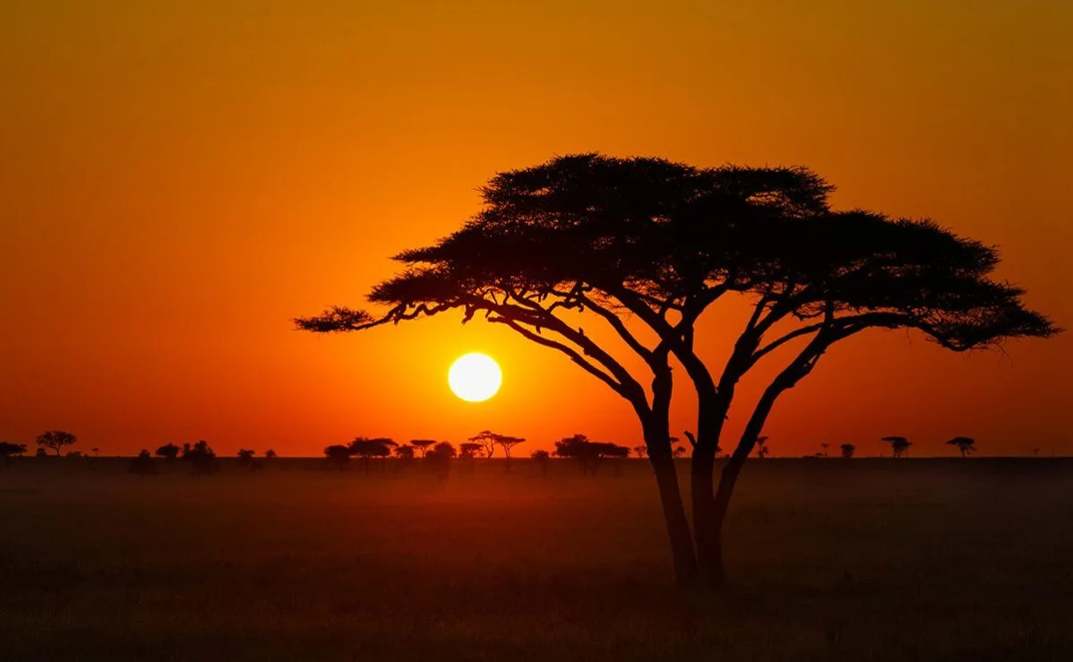 Acacia tree silhouetted against the setting sun in the Serengeti