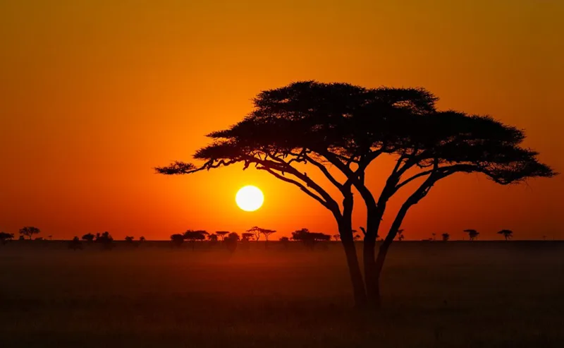 Acacia tree silhouetted against the setting sun in the Serengeti