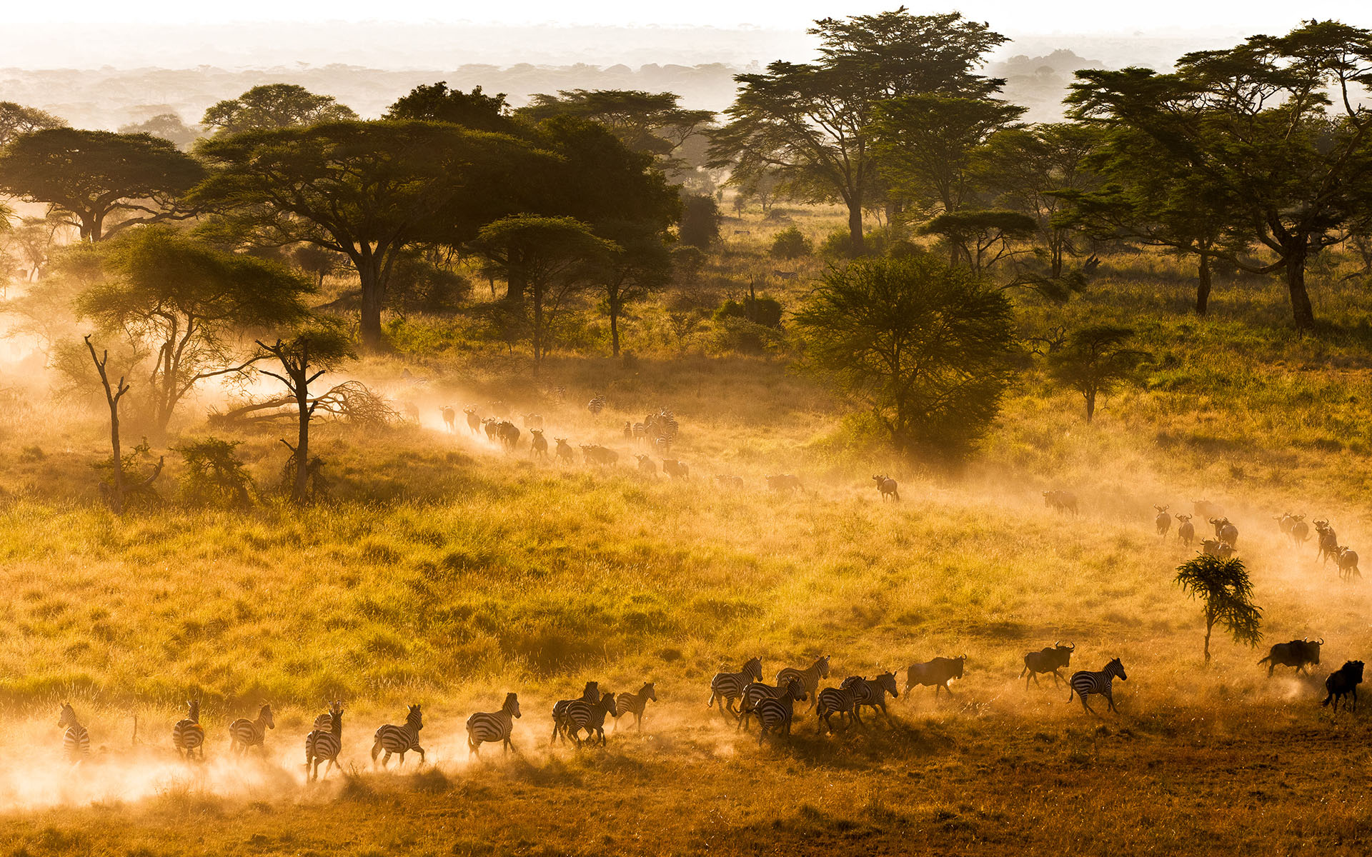 Zebras running across dusty grassland dotted with acacia trees in golden light