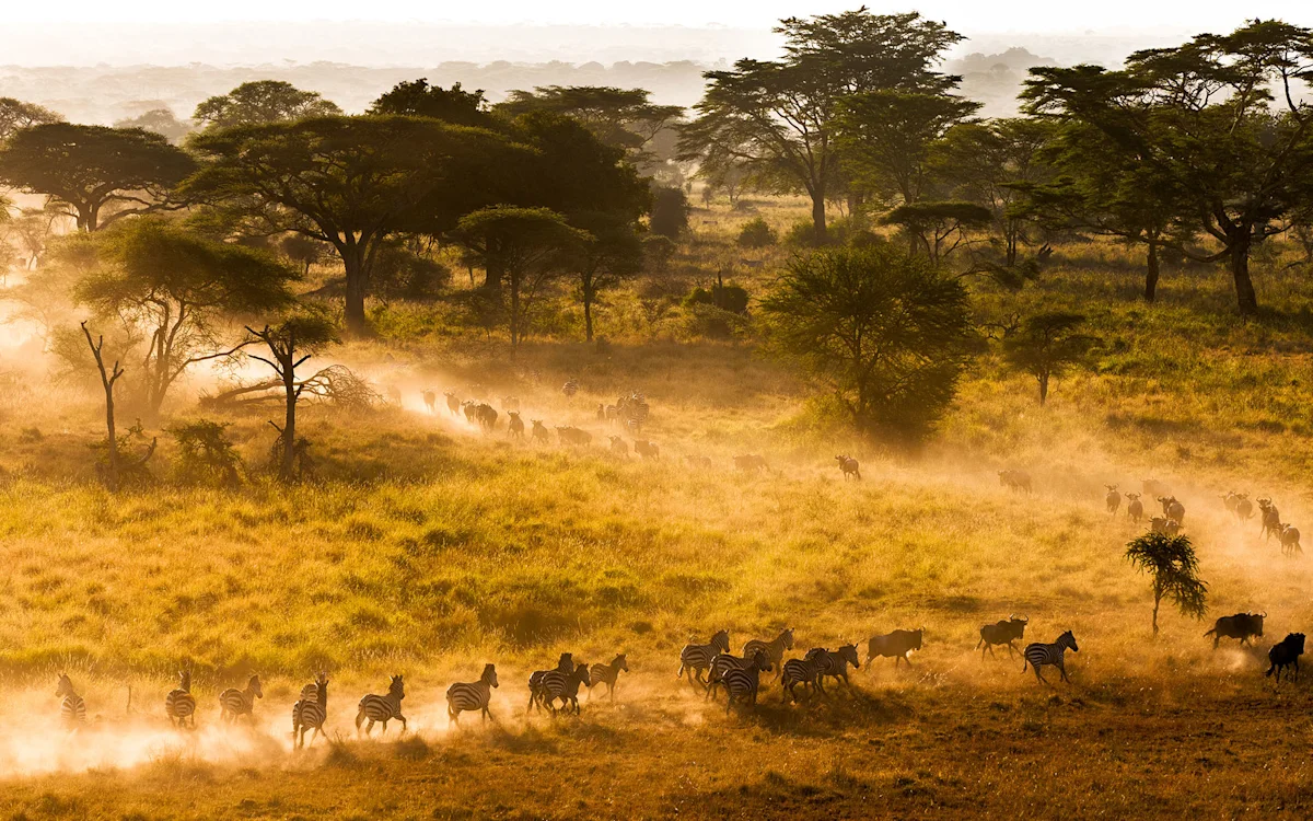 Zebras running across dusty grassland dotted with acacia trees in golden light