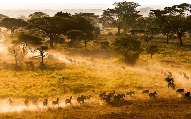 Zebras running across dusty grassland dotted with acacia trees in golden light
