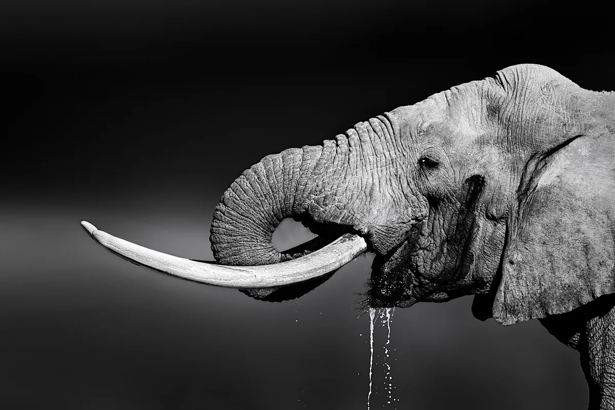 Black-and-white photo of an African elephant drinking water