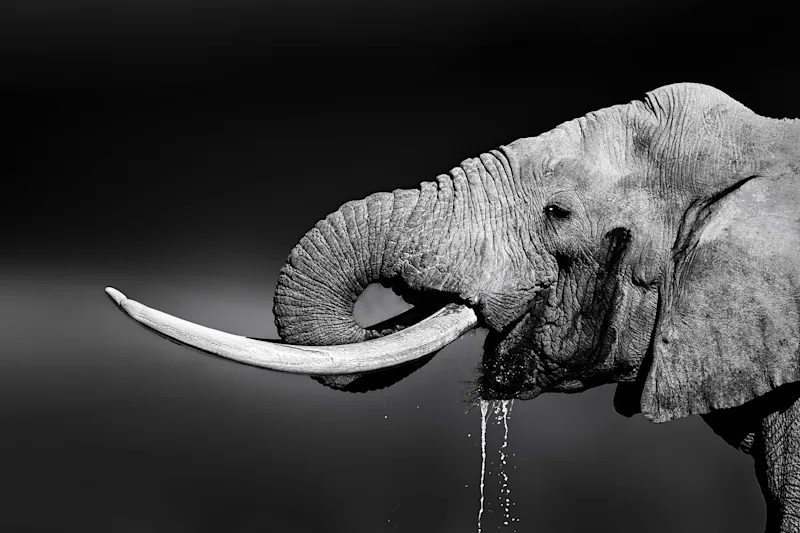 Black-and-white photo of an African elephant drinking water