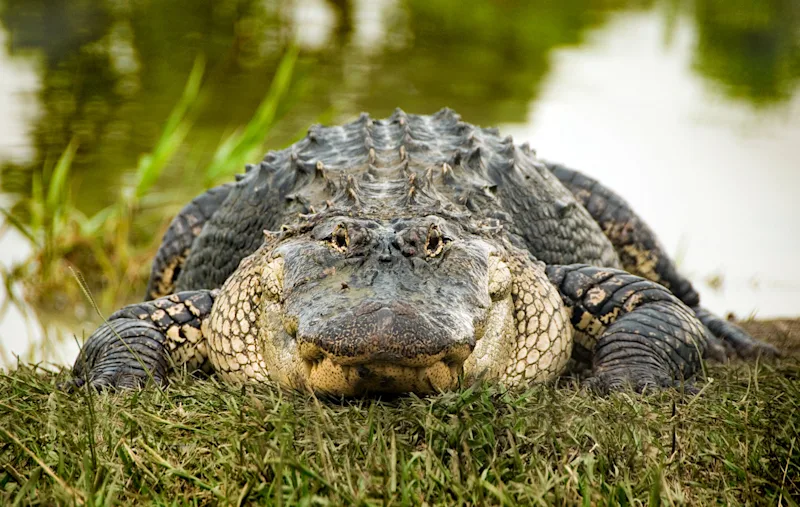 Close-up of an alligator resting on a grassy riverbank