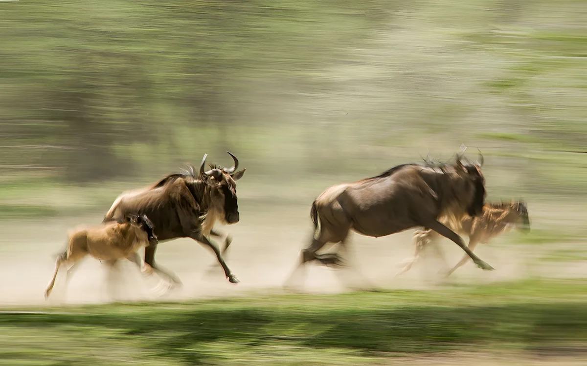 Wildebeest mothers and calves running across green plains