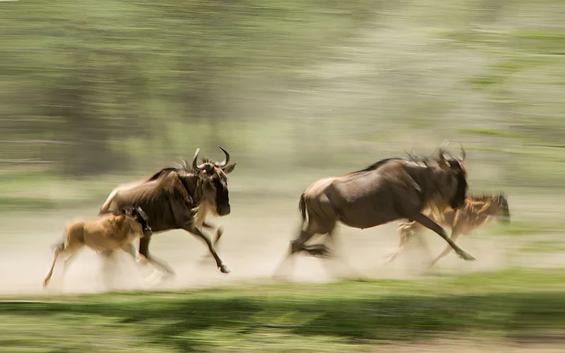 Wildebeest mothers and calves running across green plains