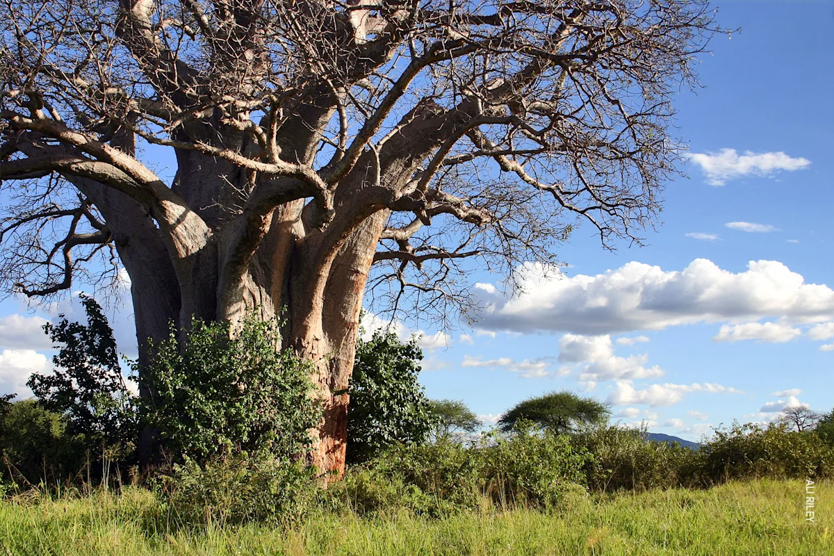 Baobab tree against a blue sky at Thomson's Tarangire Nyumba camp