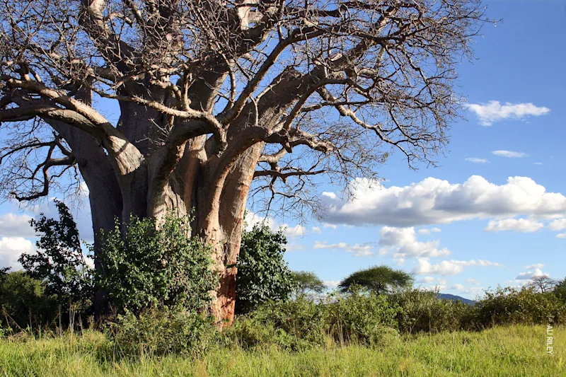 Baobab tree against a blue sky at Thomson's Tarangire Nyumba camp