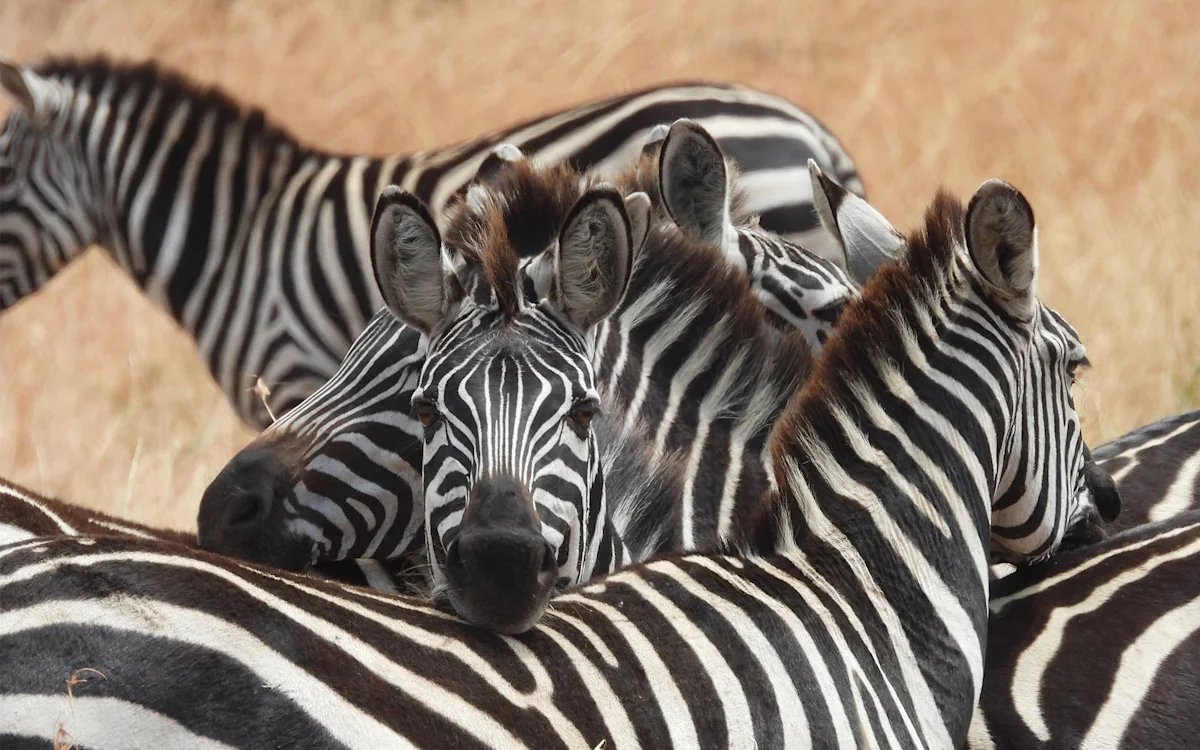 Zebras resting their heads on each other's backs