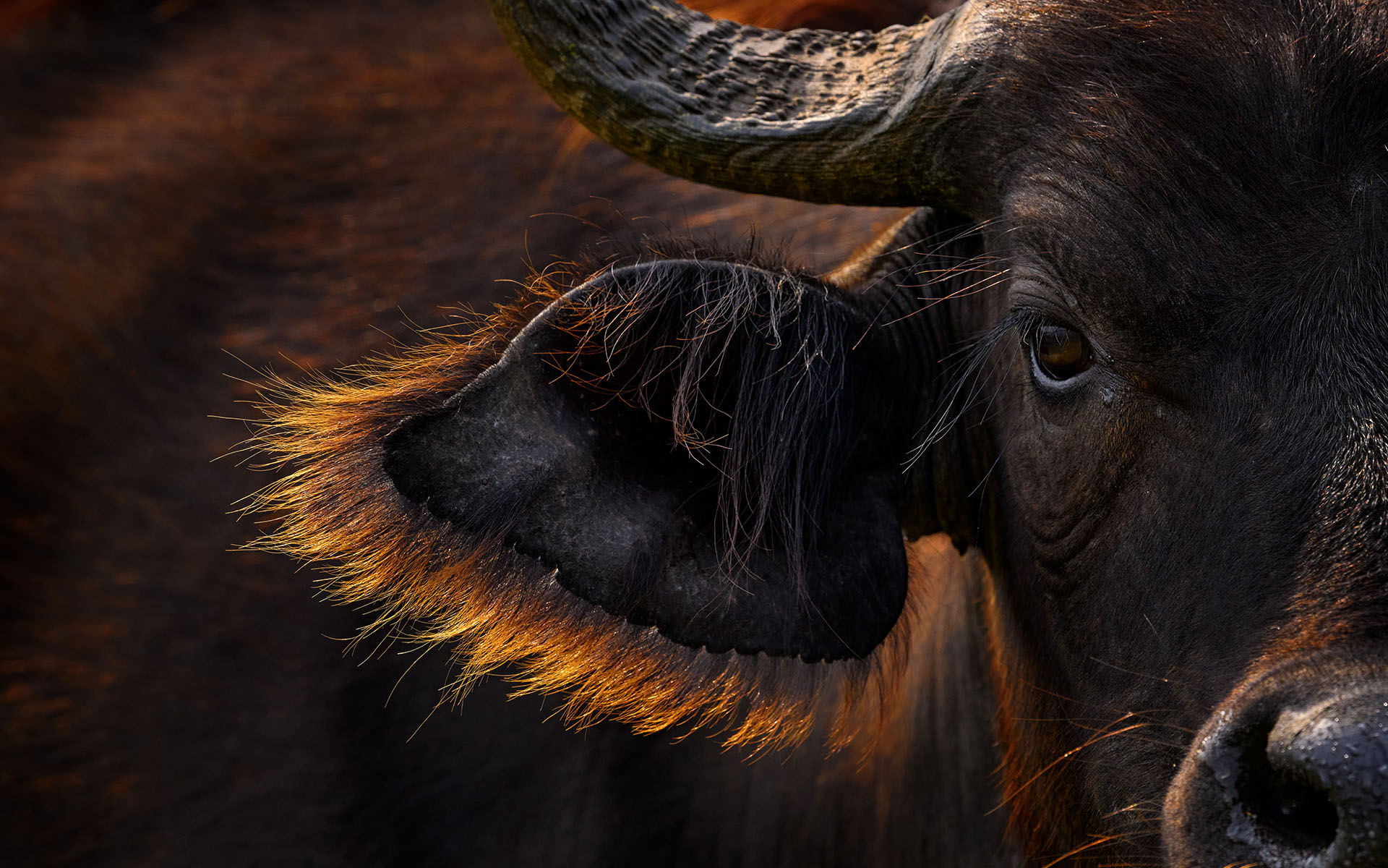 Close-up of a Cape buffalo's eye, ear and horn in warm light