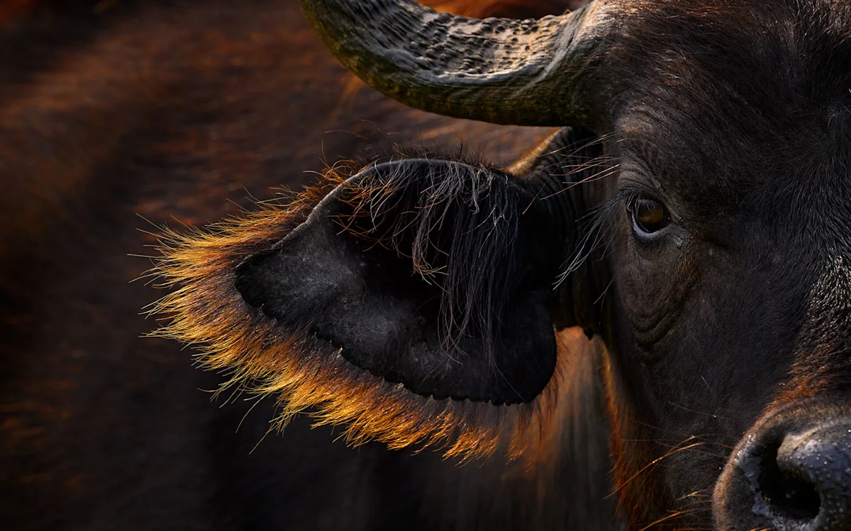 Close-up of a Cape buffalo's eye, ear and horn in warm light