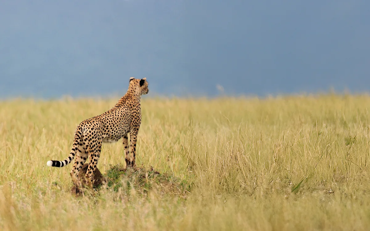 Cheetah standing on a mound surveying the grassland