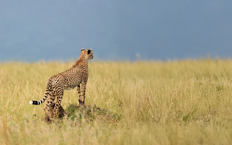 Cheetah standing on a mound surveying the grassland