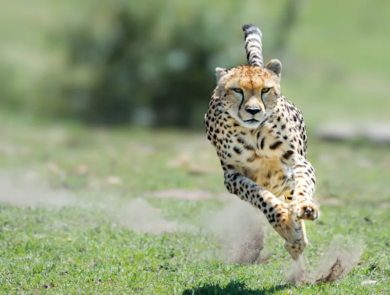 Cheetah sprinting head-on across green grass