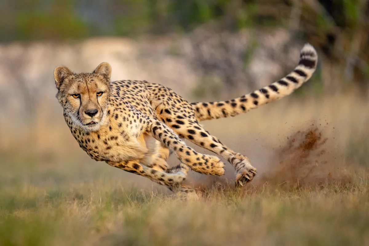 Cheetah sprinting through a turn, kicking up dust
