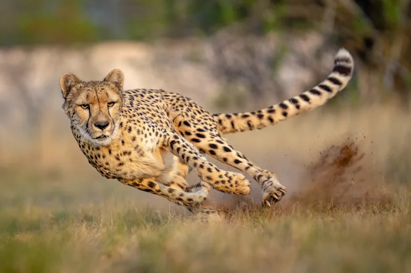 Cheetah sprinting through a turn, kicking up dust