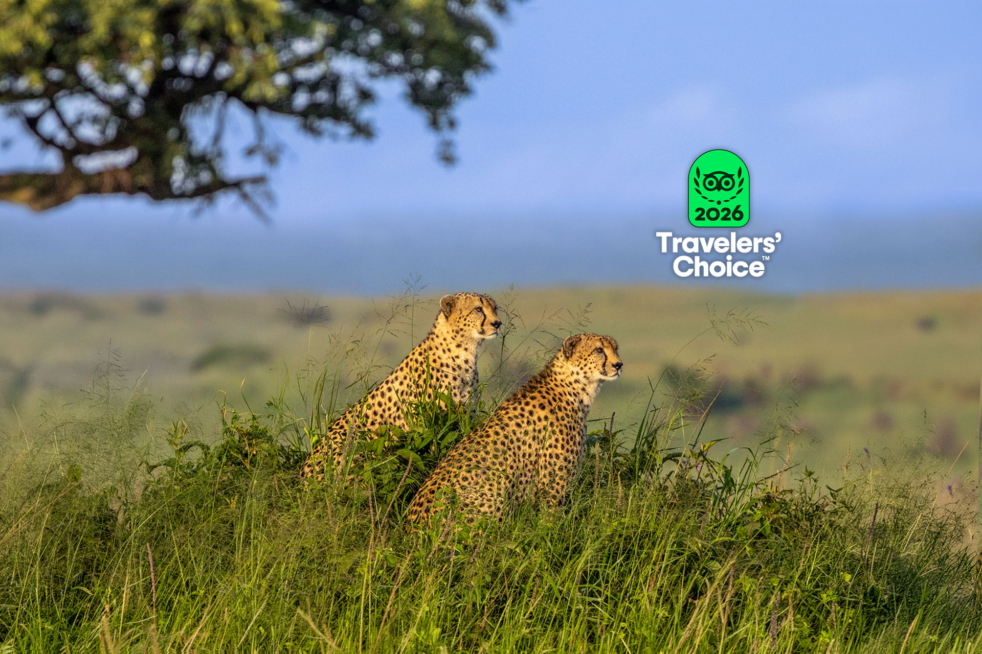 Two cheetahs sitting in green grass beside the Tripadvisor Travelers' Choice 2026 badge