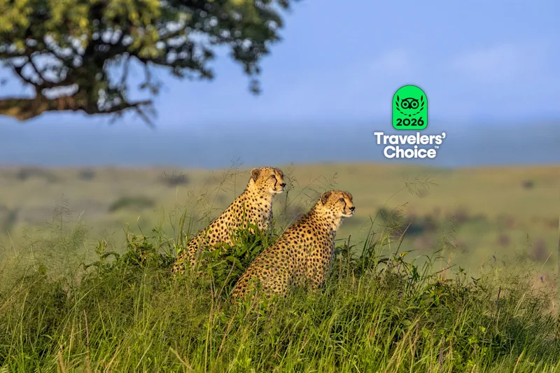 Two cheetahs sitting in green grass beside the Tripadvisor Travelers' Choice 2026 badge