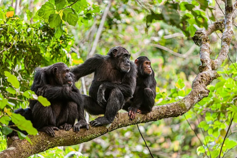 Chimpanzee family sitting on a tree branch in the Mahale Mountains