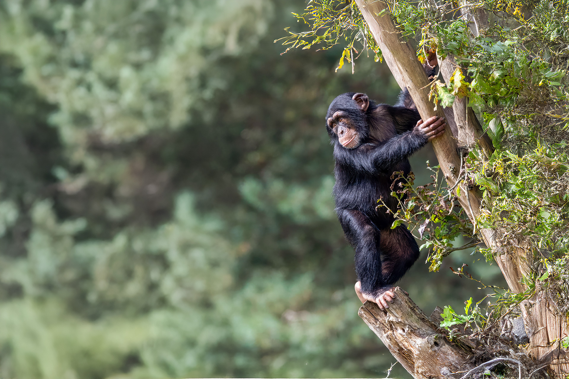 Young chimpanzee climbing a tree in the forest
