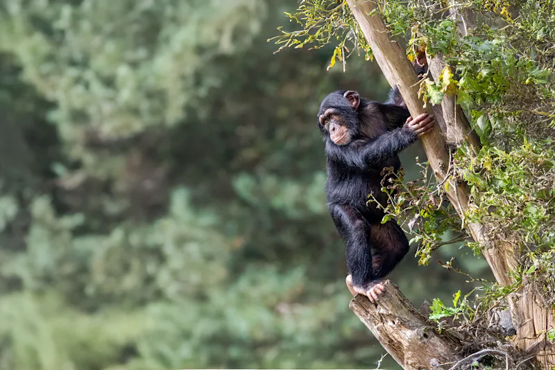 Young chimpanzee climbing a tree in the forest