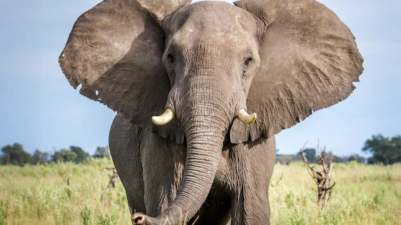 Elephant facing the camera with its ears spread