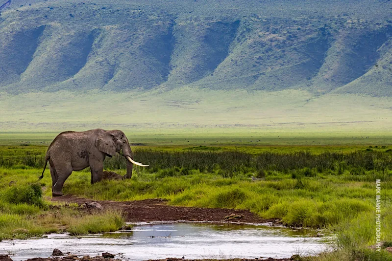 Elephant beside a stream beneath the walls of Ngorongoro Crater