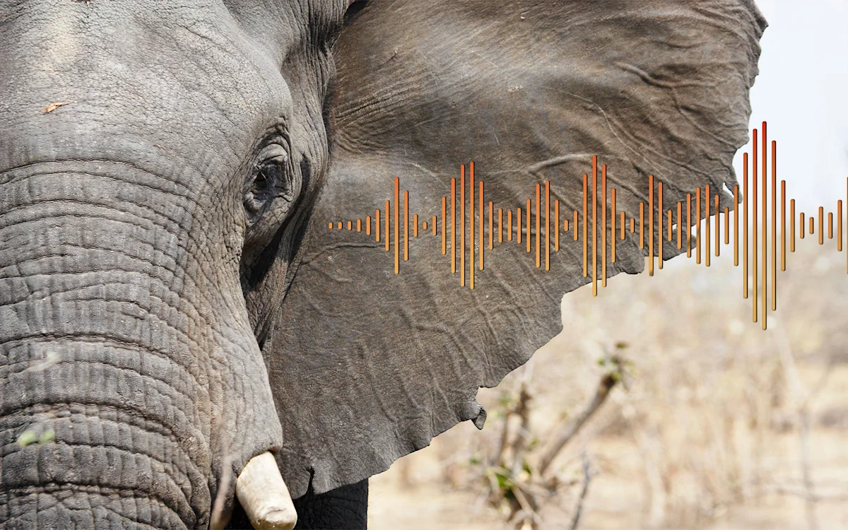Close-up of an elephant's head with a soundwave graphic beside its ear