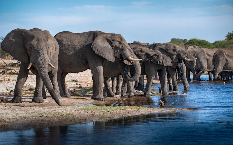 Elephant herd drinking at the edge of a lake