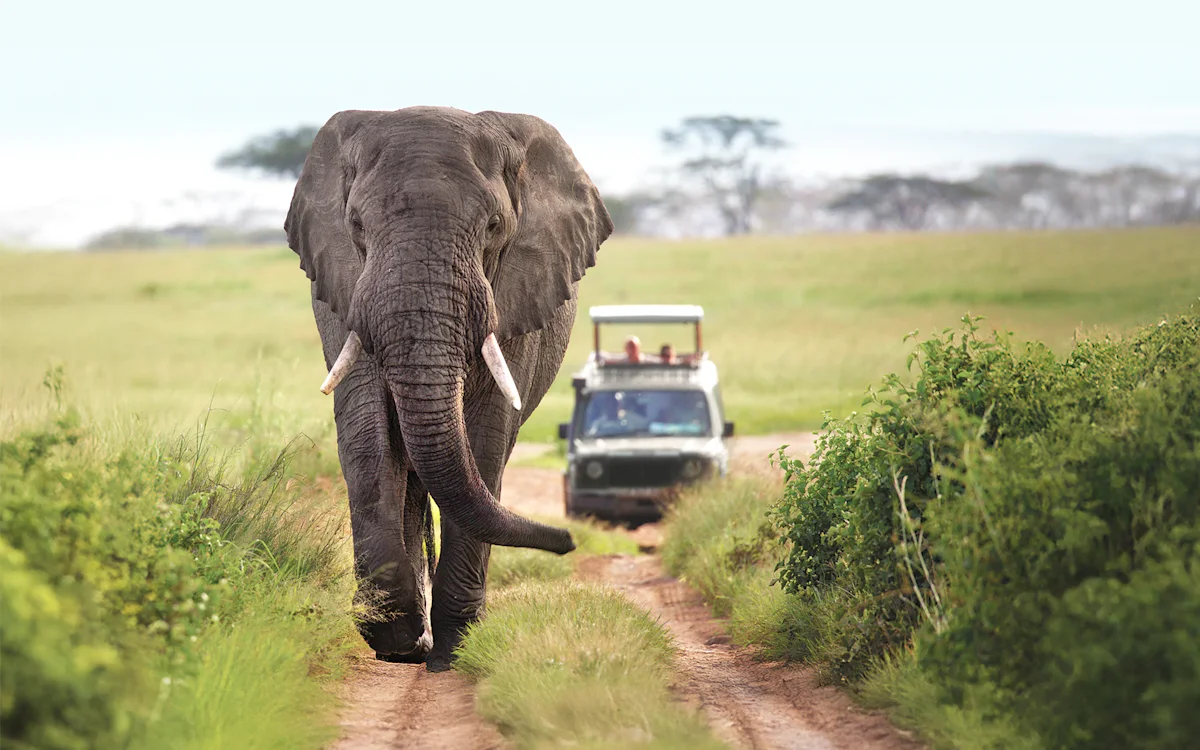 Elephant walking down a dirt track ahead of a Thomson safari vehicle