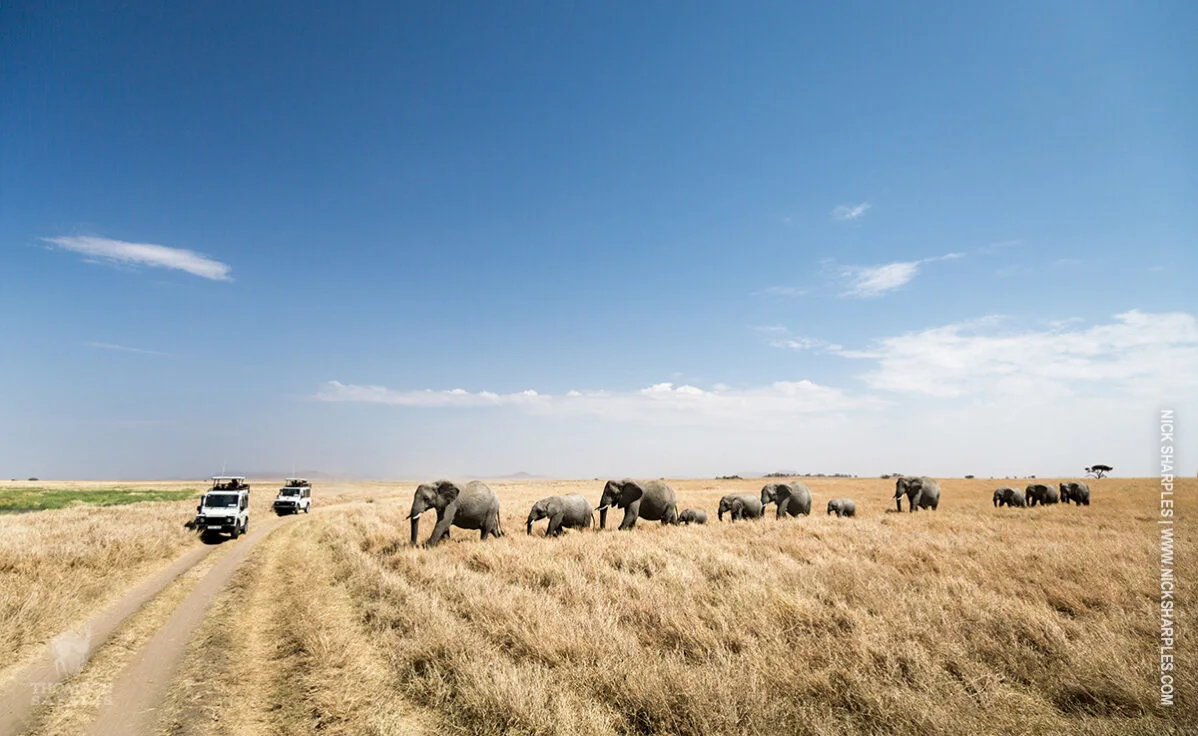 Herd of elephants crossing dry grassland near safari vehicles in the Serengeti