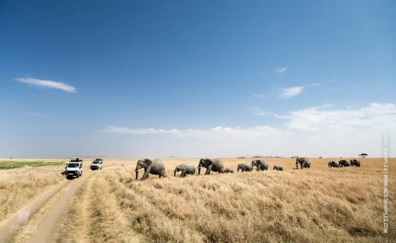Herd of elephants crossing dry grassland near safari vehicles in the Serengeti