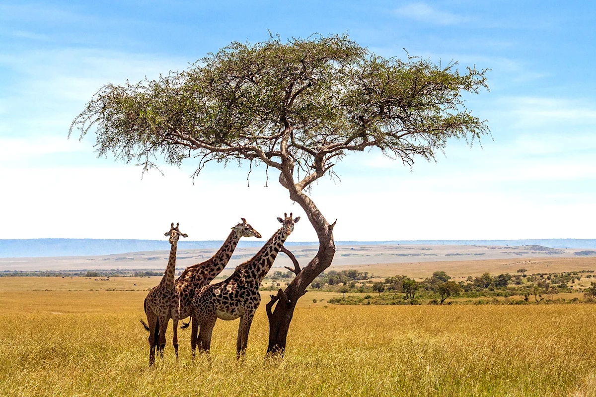 Three giraffes beside an acacia tree on the Serengeti plains
