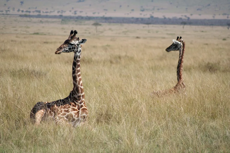 Two giraffes lying down in tall grass in the Serengeti