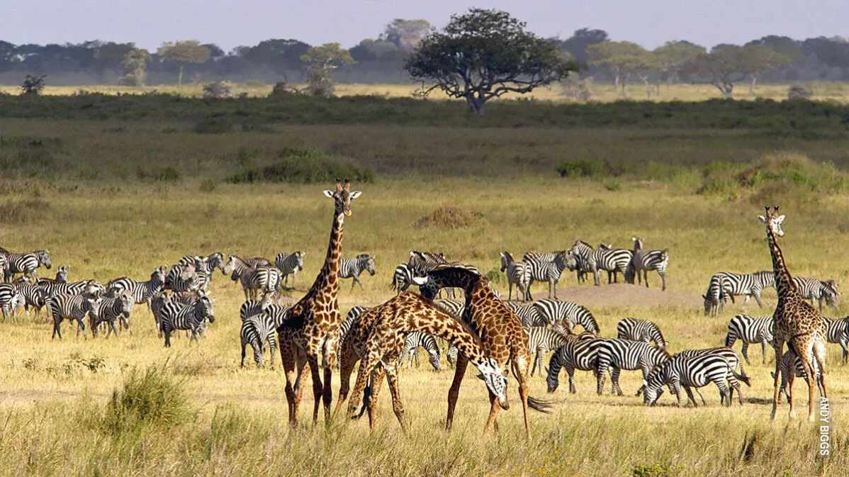 Giraffes and a herd of zebras grazing on the Serengeti plains