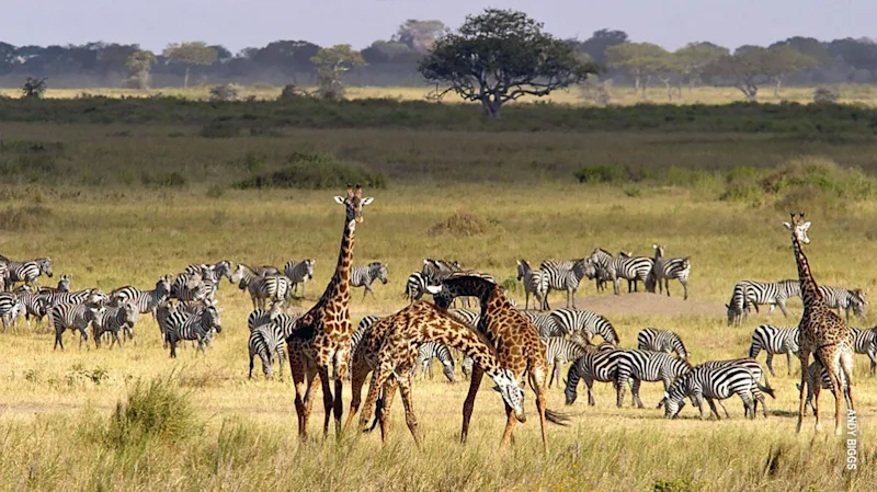 Giraffes and a herd of zebras grazing on the Serengeti plains