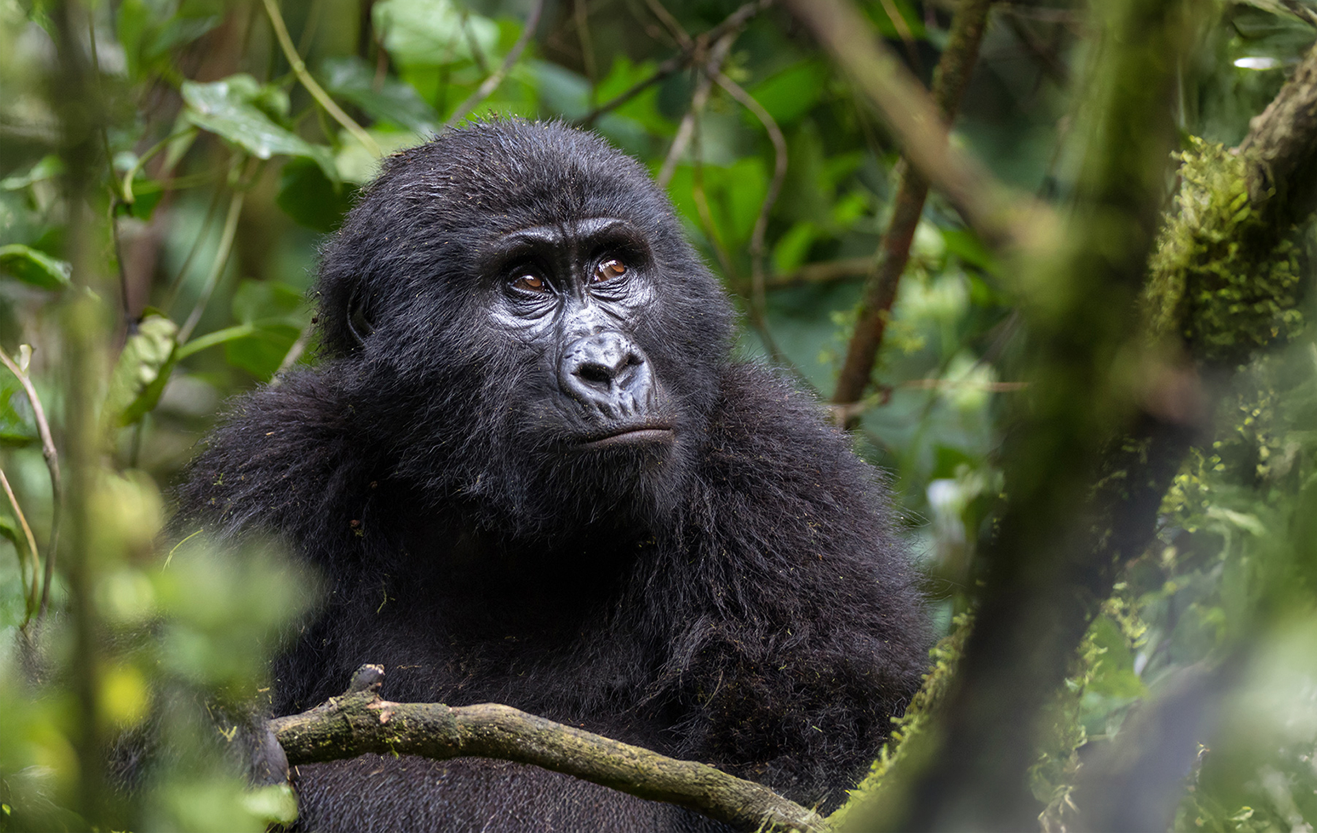 Mountain gorilla sitting among forest vines and leaves