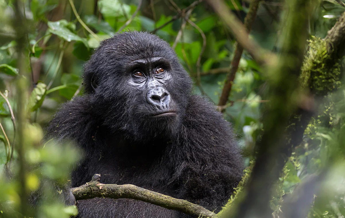 Mountain gorilla sitting among forest vines and leaves