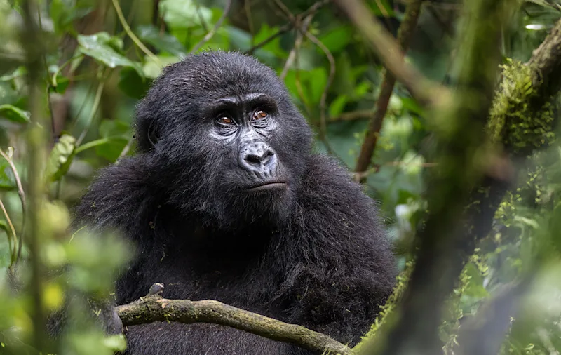 Mountain gorilla sitting among forest vines and leaves