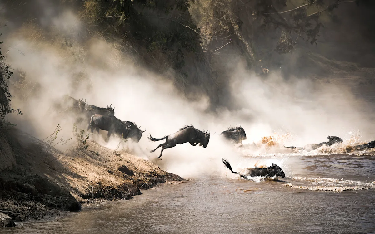 Wildebeest leaping into the Mara River through clouds of dust during the Great Migration