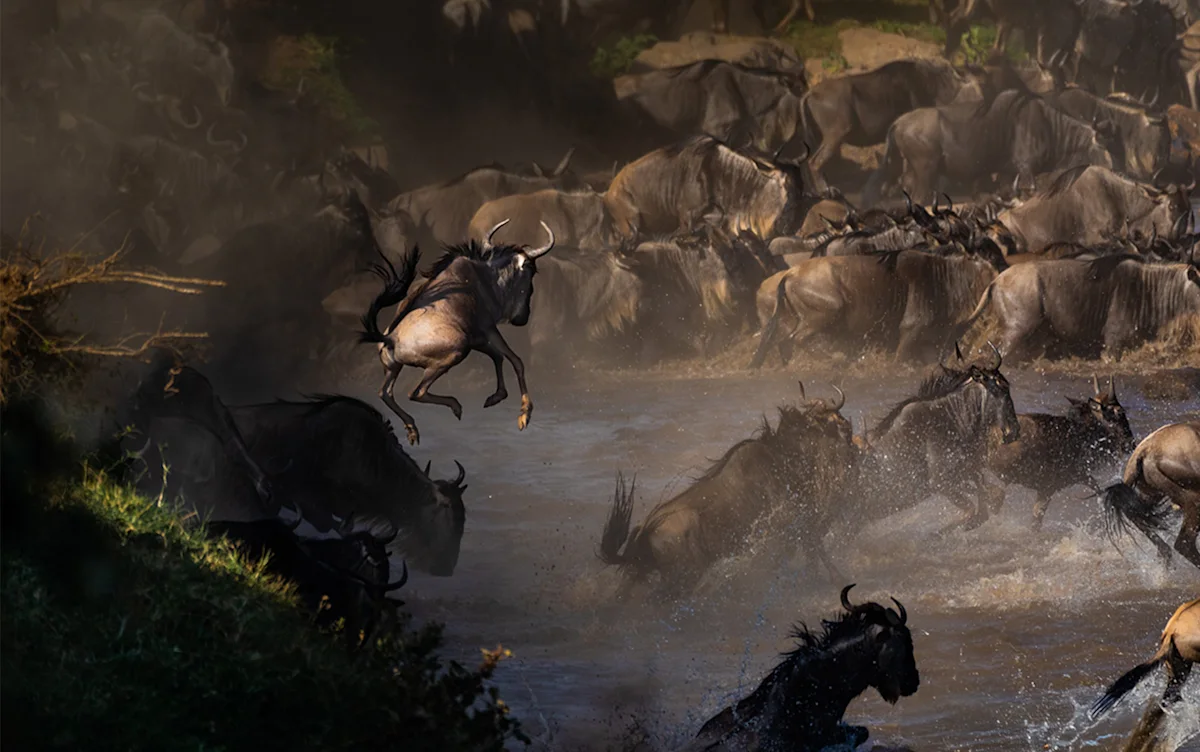 Wildebeest leaping into the river during a Great Migration crossing