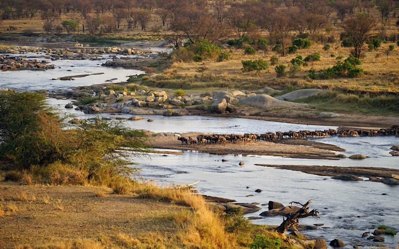 great migration grumeti river crossing